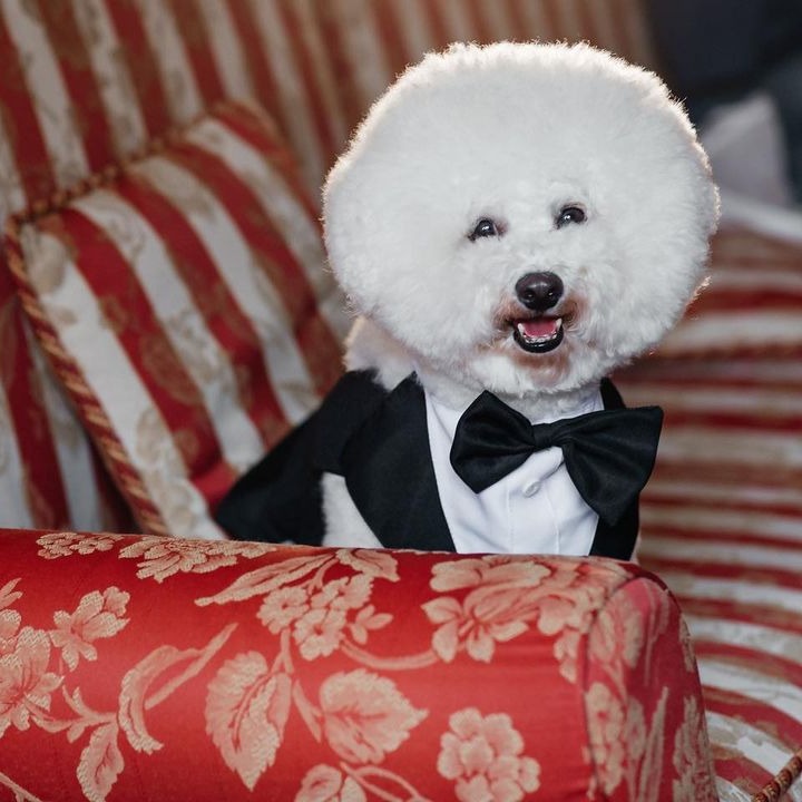 Dog wearing suit
